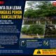 Pohon Rimbun di Balong Rancalentah Dikeluhkan Warga, Minta DLH Lebak Segera Lakukan Pemangkasan