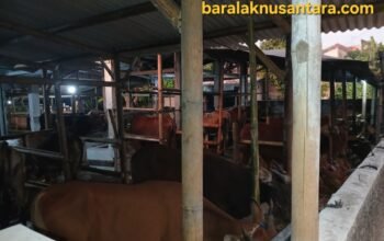 Hewan Kurban di Kabupaten Lebak Dipastikan Sesuai Aturan, Pedagang Klaim Sudah Lewati Pemeriksaan dan Karantina