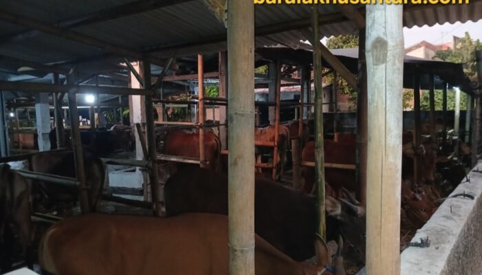 Hewan Kurban di Kabupaten Lebak Dipastikan Sesuai Aturan, Pedagang Klaim Sudah Lewati Pemeriksaan dan Karantina