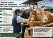 Petugas memeriksa kesehatan sapi kurban di pasar hewan menjelang Iduladha 1447 Hijriah dengan elemen informasi syarat hewan kurban sehat sesuai syariat Islam.