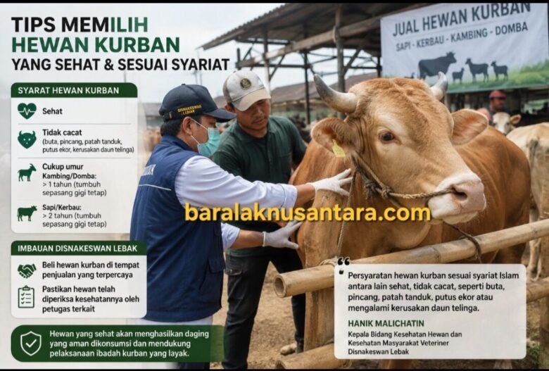 Petugas memeriksa kesehatan sapi kurban di pasar hewan menjelang Iduladha 1447 Hijriah dengan elemen informasi syarat hewan kurban sehat sesuai syariat Islam.