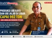 Produksi Ubi Kayu dan Ubi Jalar di Lebak Capai 992 Ton, Jadi Andalan Ekonomi Petani
