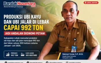 Produksi Ubi Kayu dan Ubi Jalar di Lebak Capai 992 Ton, Jadi Andalan Ekonomi Petani