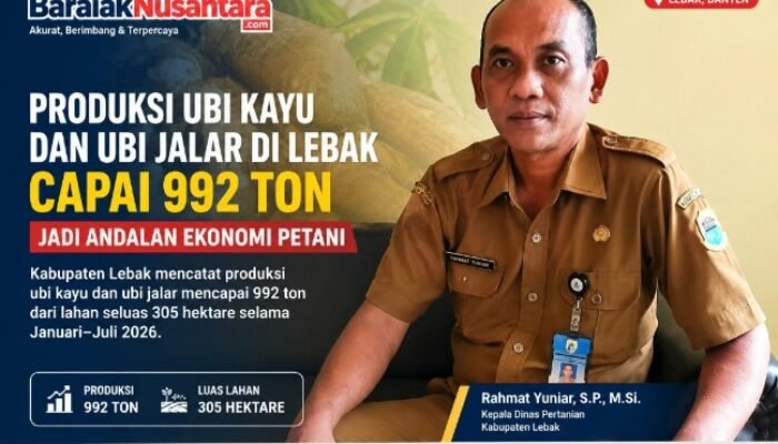 Produksi Ubi Kayu dan Ubi Jalar di Lebak Capai 992 Ton, Jadi Andalan Ekonomi Petani