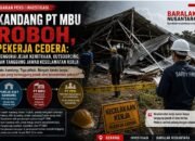Kandang PT MBU Roboh, Pekerja Cedera: Menelusuri Jejak Kemitraan, Aset, dan Tenaga Kerja