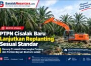 PTPN Cisalak Baru Lanjutkan Replanting Sesuai Standar: Wujudkan Produktivitas Jangka Panjang dan Berdayakan Ekonomi Lebak