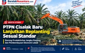 PTPN Cisalak Baru Lanjutkan Replanting Sesuai Standar: Wujudkan Produktivitas Jangka Panjang dan Berdayakan Ekonomi Lebak